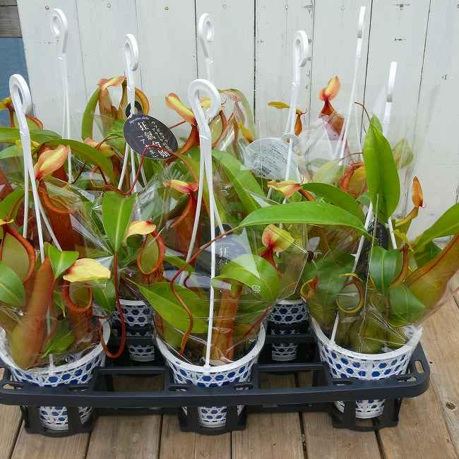 Amazon｜食虫植物 ネペンテス アラータ 狂氣令嬢 アカネ 4号